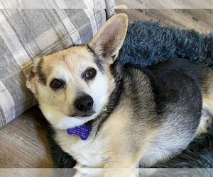 Chihuahua-Unknown Mix Dogs for adoption in Cookeville, TN, USA
