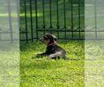 Small Photo #14 Doberman Pinscher-Unknown Mix Puppy For Sale in Buffalo, MN, USA