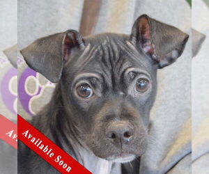 Italian Greyhuahua Dogs for adoption in Huntley, IL, USA