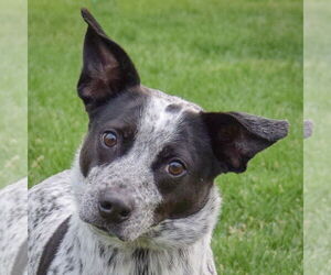 Border Collie-Unknown Mix Dogs for adoption in Huntley, IL, USA
