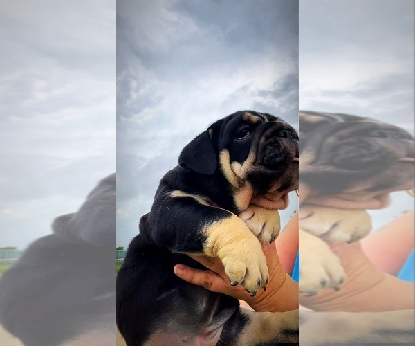 Medium Photo #7 Bulldog Puppy For Sale in CALDWELL, TX, USA