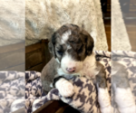 Puppy 3 Aussiedoodle-Poodle (Standard) Mix
