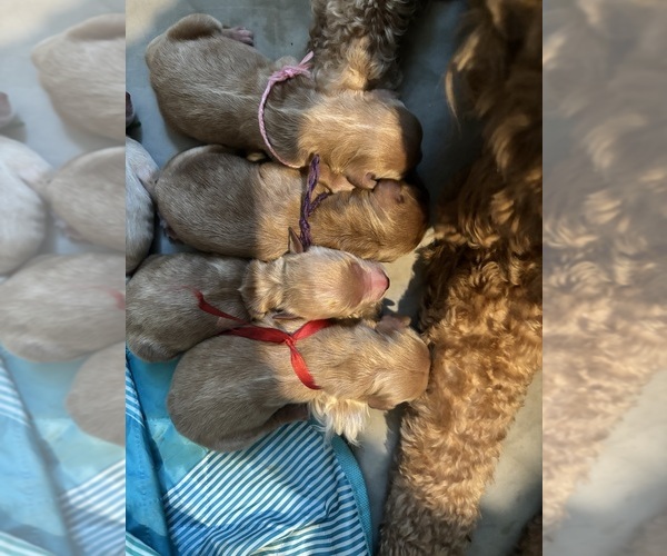 Medium Photo #5 Goldendoodle Puppy For Sale in DENTON, TX, USA