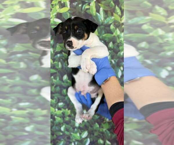 Medium Photo #1 Jack Russell Terrier-Unknown Mix Puppy For Sale in New York, NY, USA