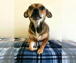 Small #3 Chihuahua Mix
