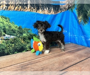 Poodle (Toy) Puppy for sale in MONTPELIER, OH, USA