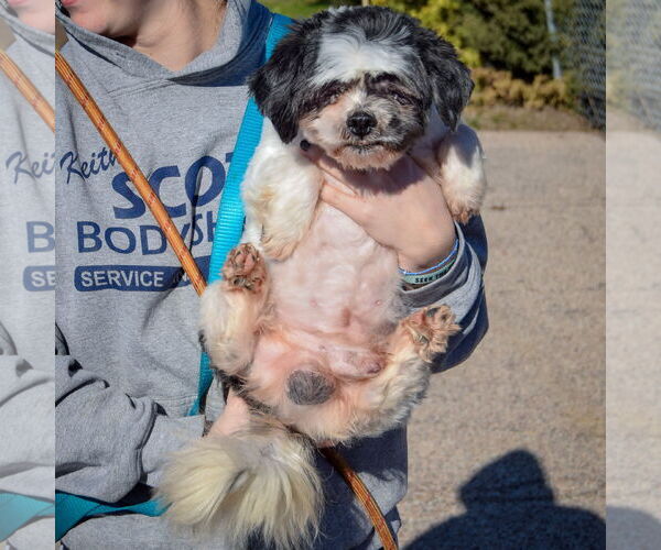 Medium Photo #3 Shih Tzu Puppy For Sale in Huntley, IL, USA