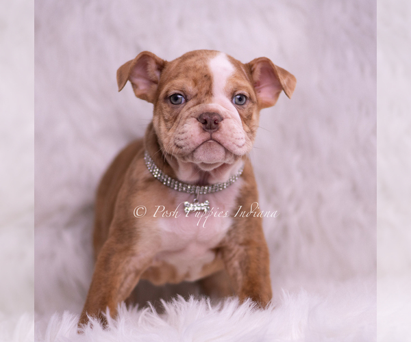 Medium Photo #3 Bulldog Puppy For Sale in WARSAW, IN, USA