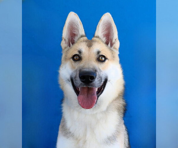 Medium Photo #1 German Shepherd Dog Puppy For Sale in Pasadena, CA, USA