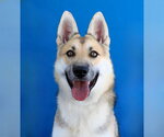 NUGGET - Female German Shepherd Dog Dog for Adoption - Small photo