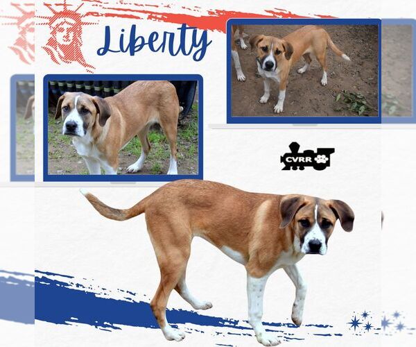 Medium Photo #1 Boxer-Great Pyrenees Mix Puppy For Sale in Lindsay, CA, USA