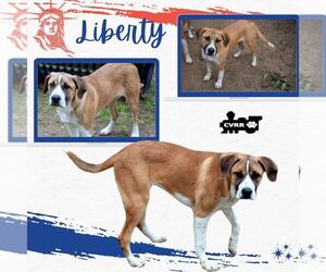 Boxer-Great Pyrenees Mix Dogs for adoption in Lindsay, CA, USA