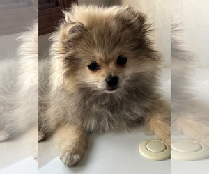 Pomeranian Puppy for sale in LISLE, IL, USA