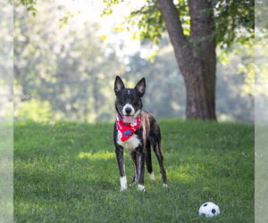 Labrador Retriever-Unknown Mix Dogs for adoption in Unionville, PA, USA