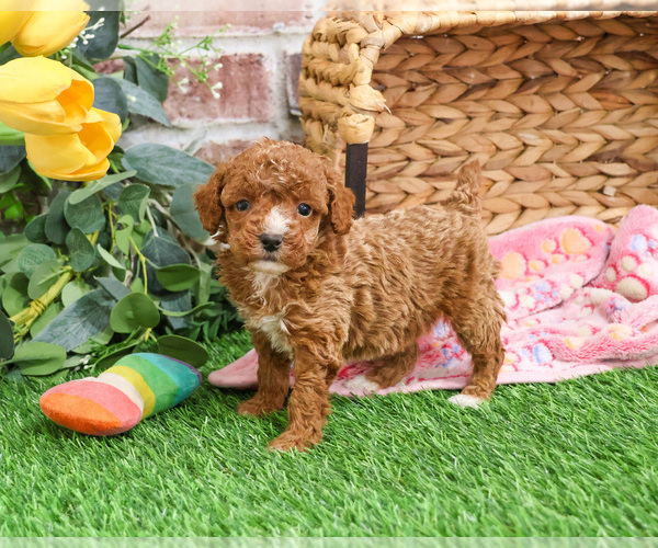 Medium Photo #8 Poodle (Miniature) Puppy For Sale in SYRACUSE, IN, USA