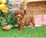 Small #7 Poodle (Miniature)