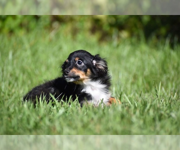Medium Photo #5 Miniature Australian Shepherd Puppy For Sale in PALM COAST, FL, USA