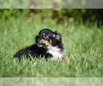 Peanut Butter - Male Miniature Australian Shepherd Puppy for Sale - Photo #5
