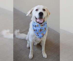 Great Pyrenees-Unknown Mix Dogs for adoption in McKinney, TX, USA