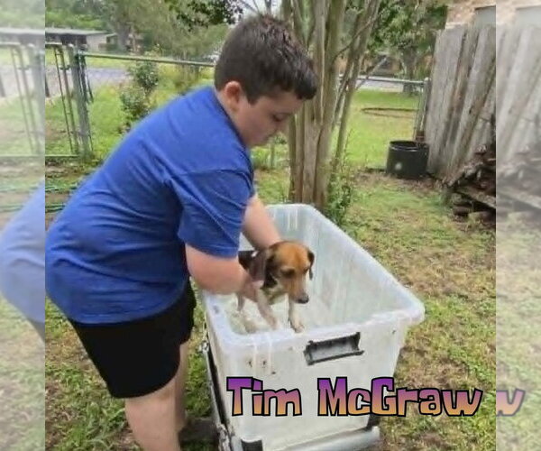 Medium Photo #16 Dachshund Puppy For Sale in San Antonio, TX, USA