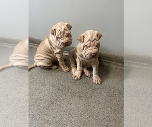 Chinese Shar-Pei Puppy for Sale in HAGERSTOWN, Maryland USA