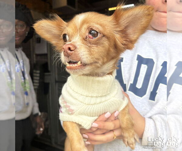 Medium Photo #5 Chihuahua-Unknown Mix Puppy For Sale in Washington, DC, USA