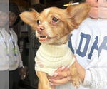 Small #4 Chihuahua Mix