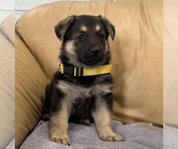 Medium Photo #50 German Shepherd Dog Puppy For Sale in BRIGHTON, CO, USA