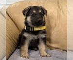 Small #49 German Shepherd Dog