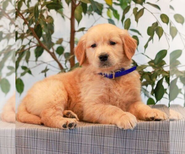 Medium Photo #1 Golden Retriever Puppy For Sale in LITITZ, PA, USA