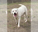 Small #1 American Pit Bull Terrier Mix
