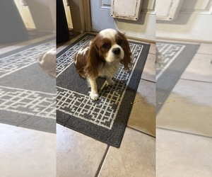 Father of the Cavalier King Charles Spaniel puppies born on 05/01/2025