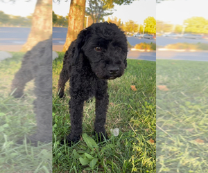 Father of the Maltipoo (Toy) puppies born on 05/27/2026