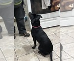 Small #6 American Pit Bull Terrier-Plott Hound Mix