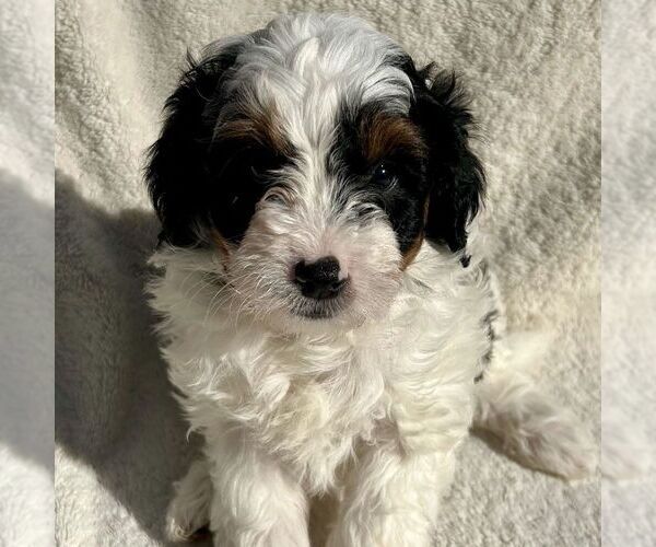 Medium Photo #2 Bernedoodle (Miniature) Puppy For Sale in NEW HOLLAND, PA, USA