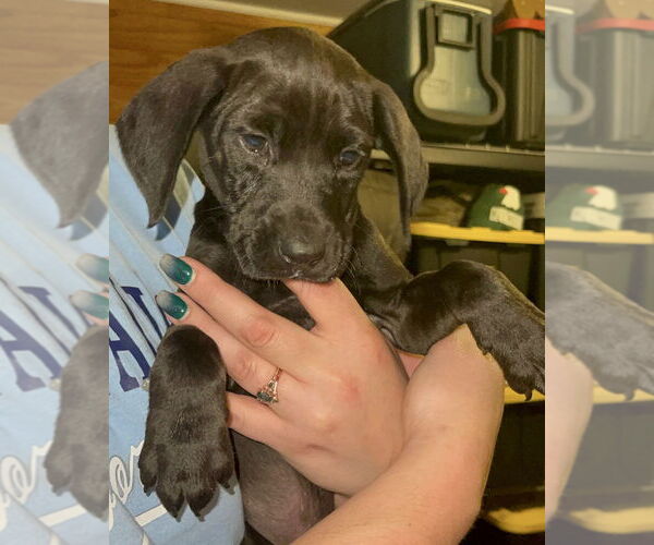 Medium Photo #1 Labrador Retriever-Unknown Mix Puppy For Sale in Brewster, NY, USA