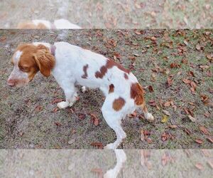 Brittany Puppy for sale in FORT MC COY, FL, USA