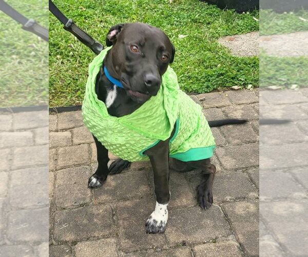 Medium Photo #2 Labrador Retriever-Unknown Mix Puppy For Sale in Germantown, OH, USA