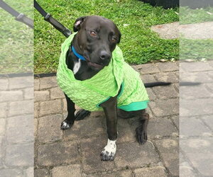 Bottlecap - Male Labrador Retriever-Unknown Mix Dog for Adoption - Photo #2