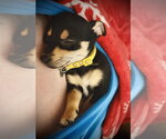 Small #4 Rat Terrier