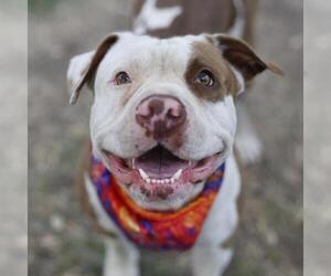 American Bulldog-Unknown Mix Dogs for adoption in San Antonio, TX, USA