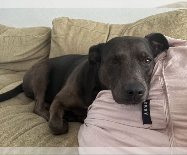 Medium Photo #1 Catahoula Leopard Dog-Labrador Retriever Mix Puppy For Sale in San Diego, CA, USA