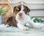 Small #3 Beabull
