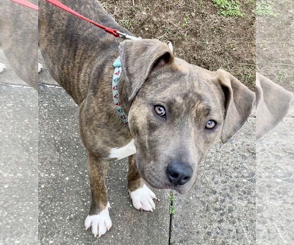 Medium Photo #2 American Pit Bull Terrier-American Staffordshire Terrier Mix Puppy For Sale in Staten Island, NY, USA