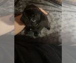 Small #8 Pug
