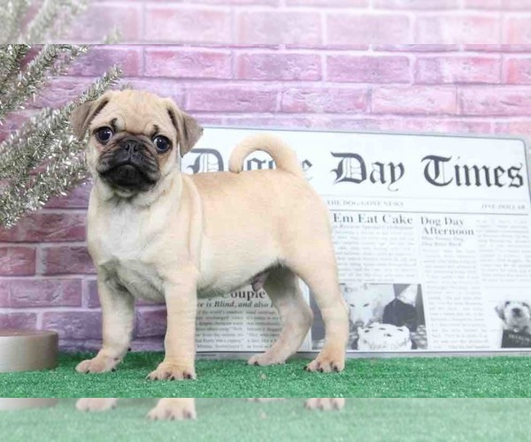 Medium Photo #6 Pug Puppy For Sale in BEL AIR, MD, USA