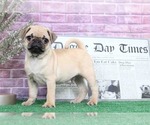Small Photo #6 Pug Puppy For Sale in BEL AIR, MD, USA