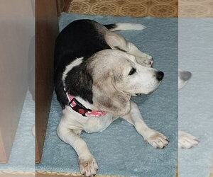 Patience - Female Beagle Dog for Adoption - Photo #3