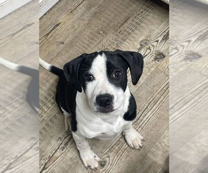 Mutt Dogs for adoption in Bolivar, MO, USA