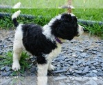 Small Photo #11 Irish Doodle Puppy For Sale in PALMYRA, VA, USA